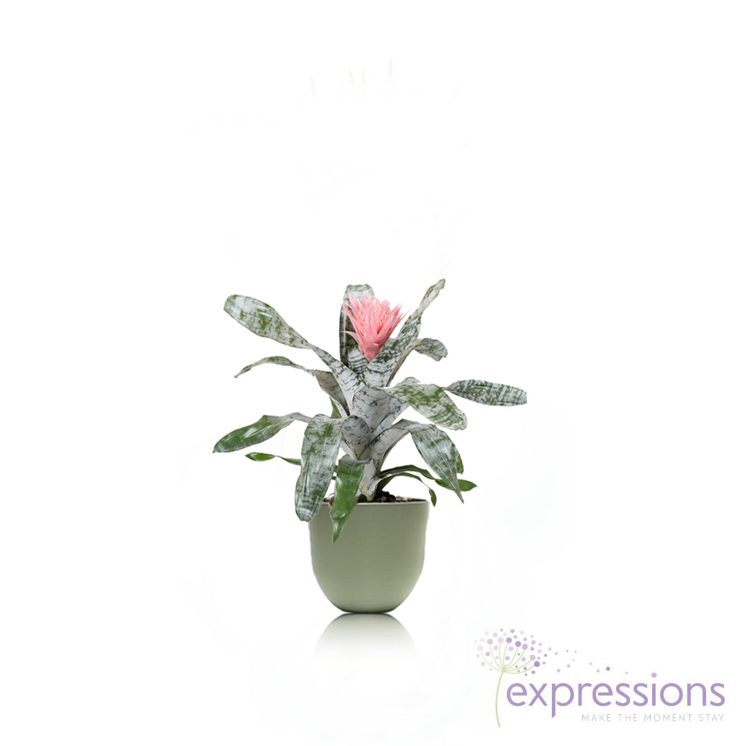 Aechmea fasciata primera red