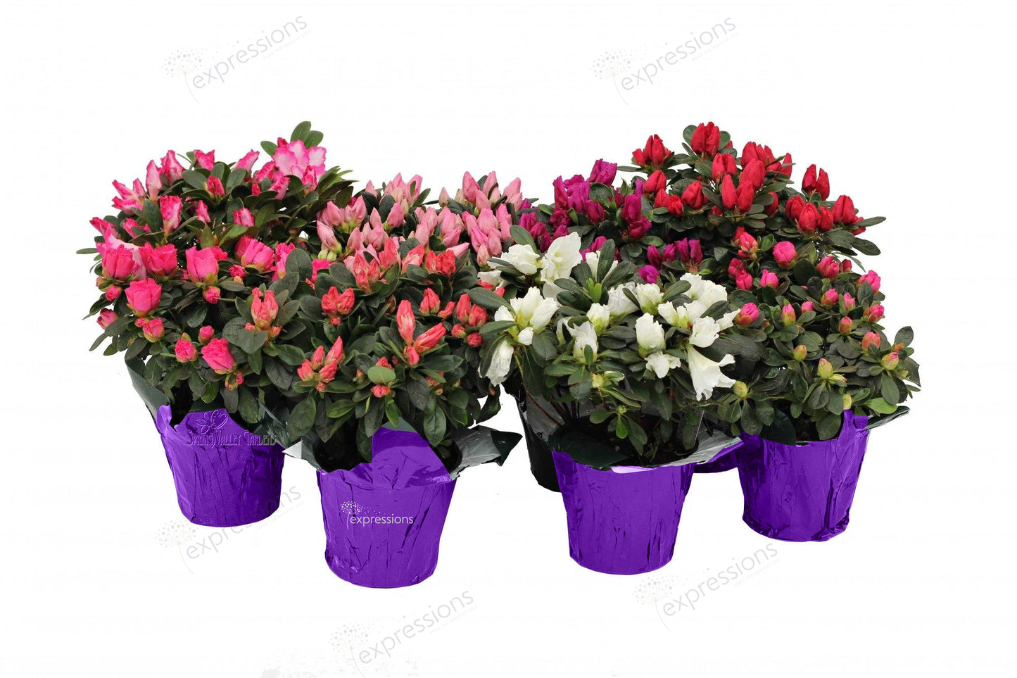 Azaleas (Rhododendron simsii)