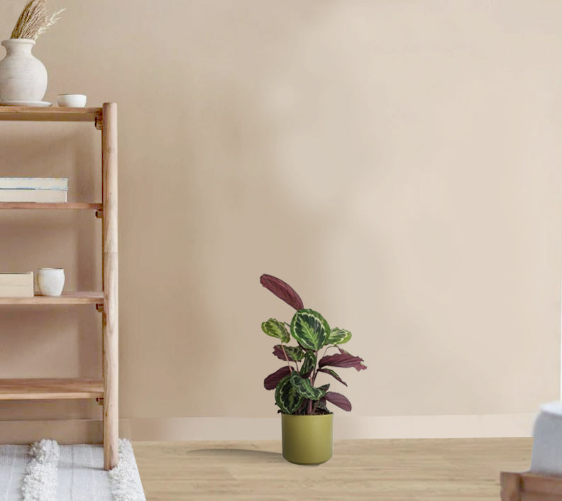 Calathea roseopicta medallion