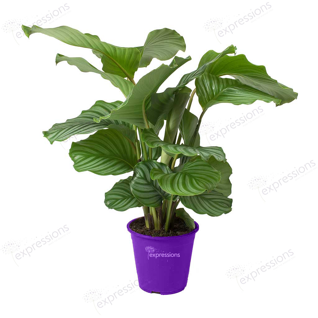 Calathea orbifolia