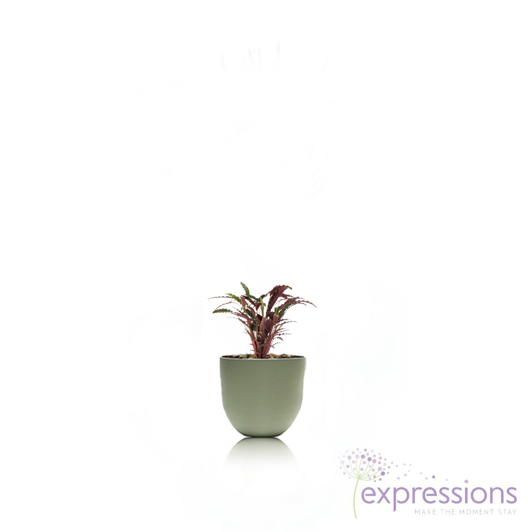 Calathea rufibarba- Velvet Calathea