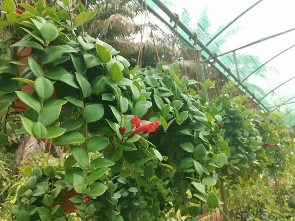 Aeschynanthus, Lipstick plant Or Mona Lisa