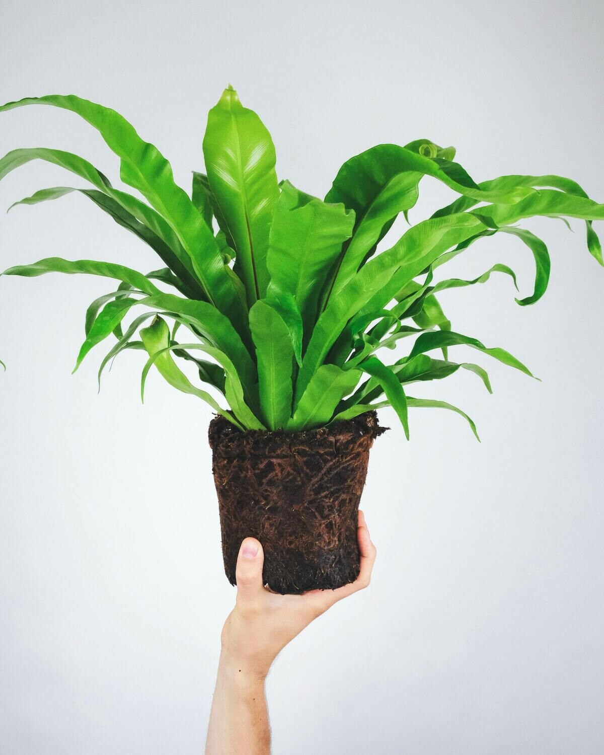 Asplenium Nidus