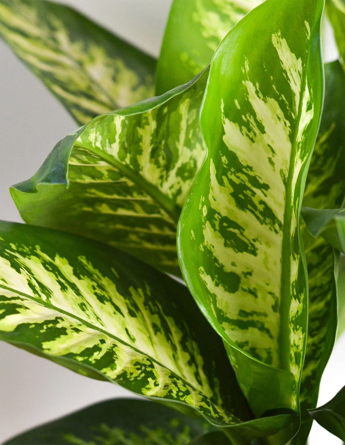 Dieffenbachia tropic snow