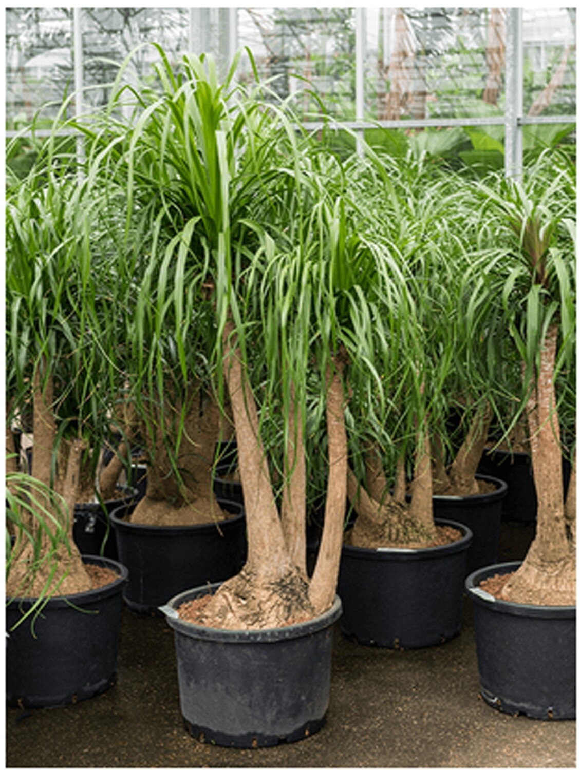 Nolina Recurvata Branched