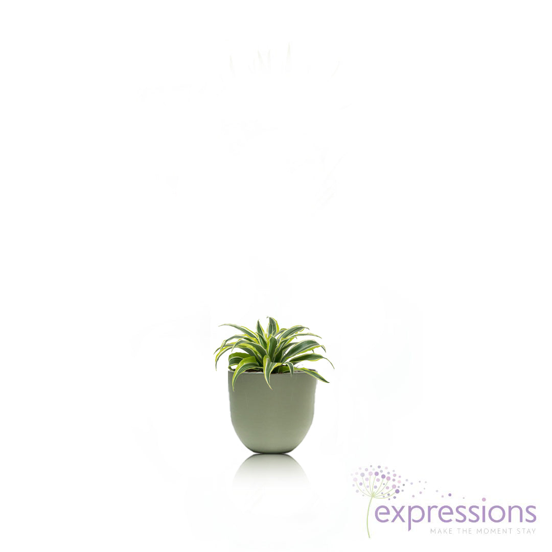 Dracaena Fragrans - Lemon Lime Head