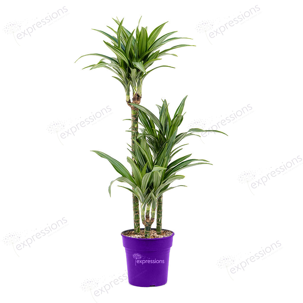 Dracaena fragrans Ulises