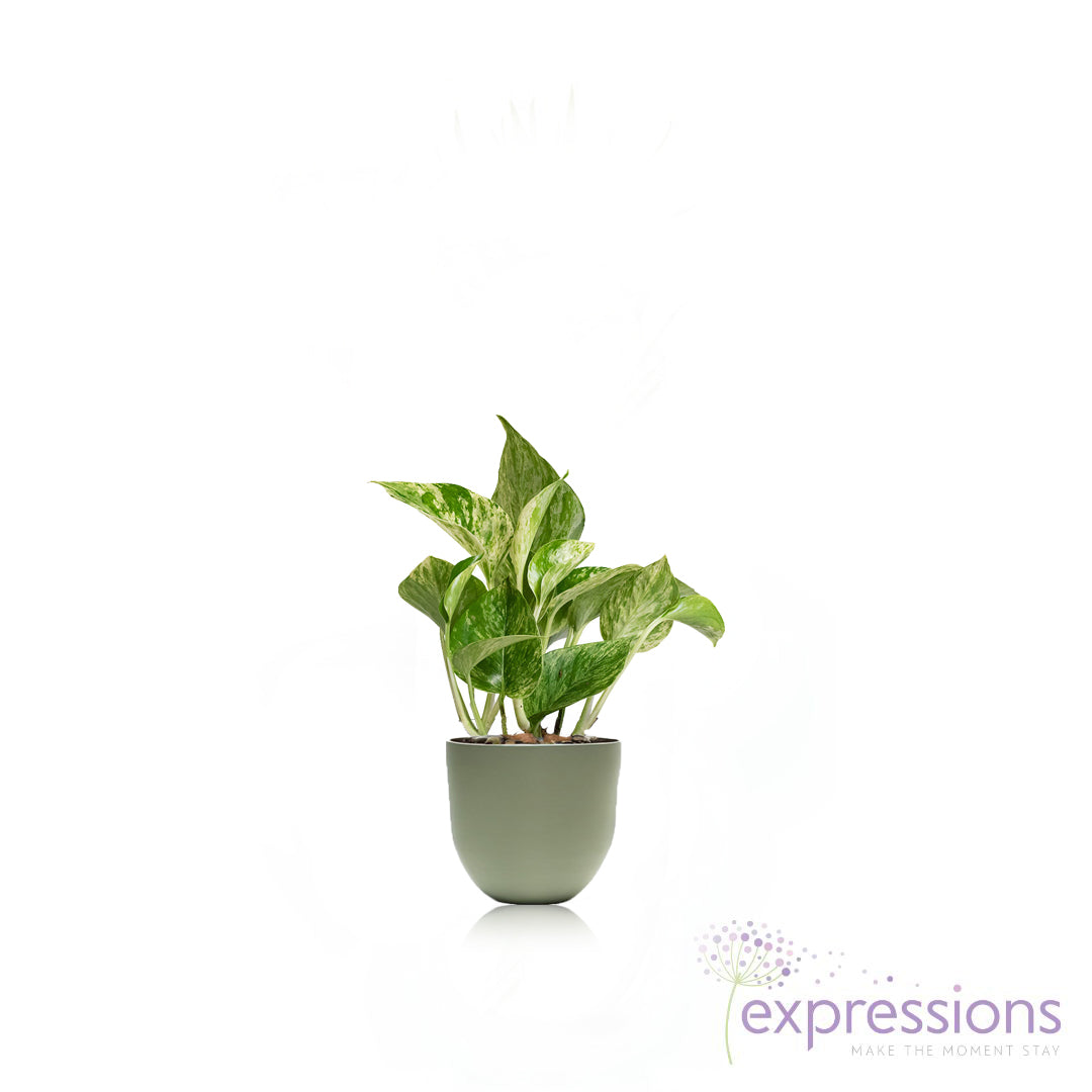 Epipremnum aureum - Marble queen pothos