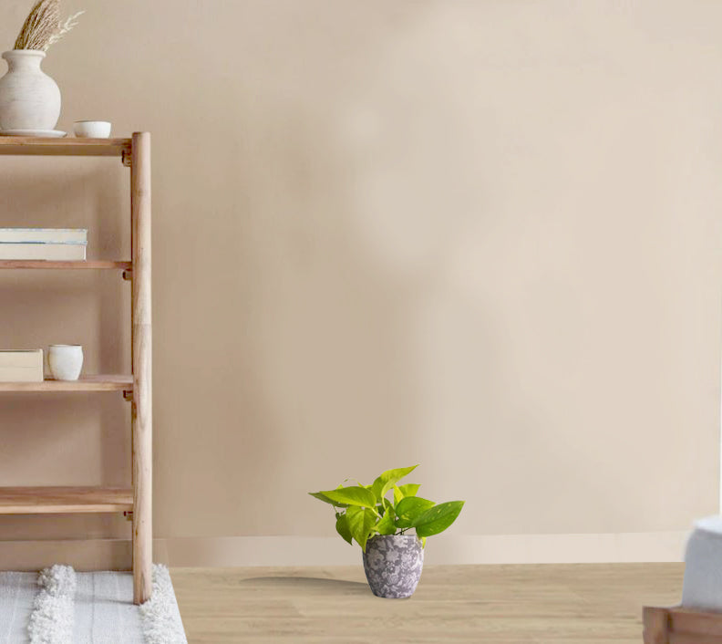 Epipremnum aureum - Golden Neon Pothos