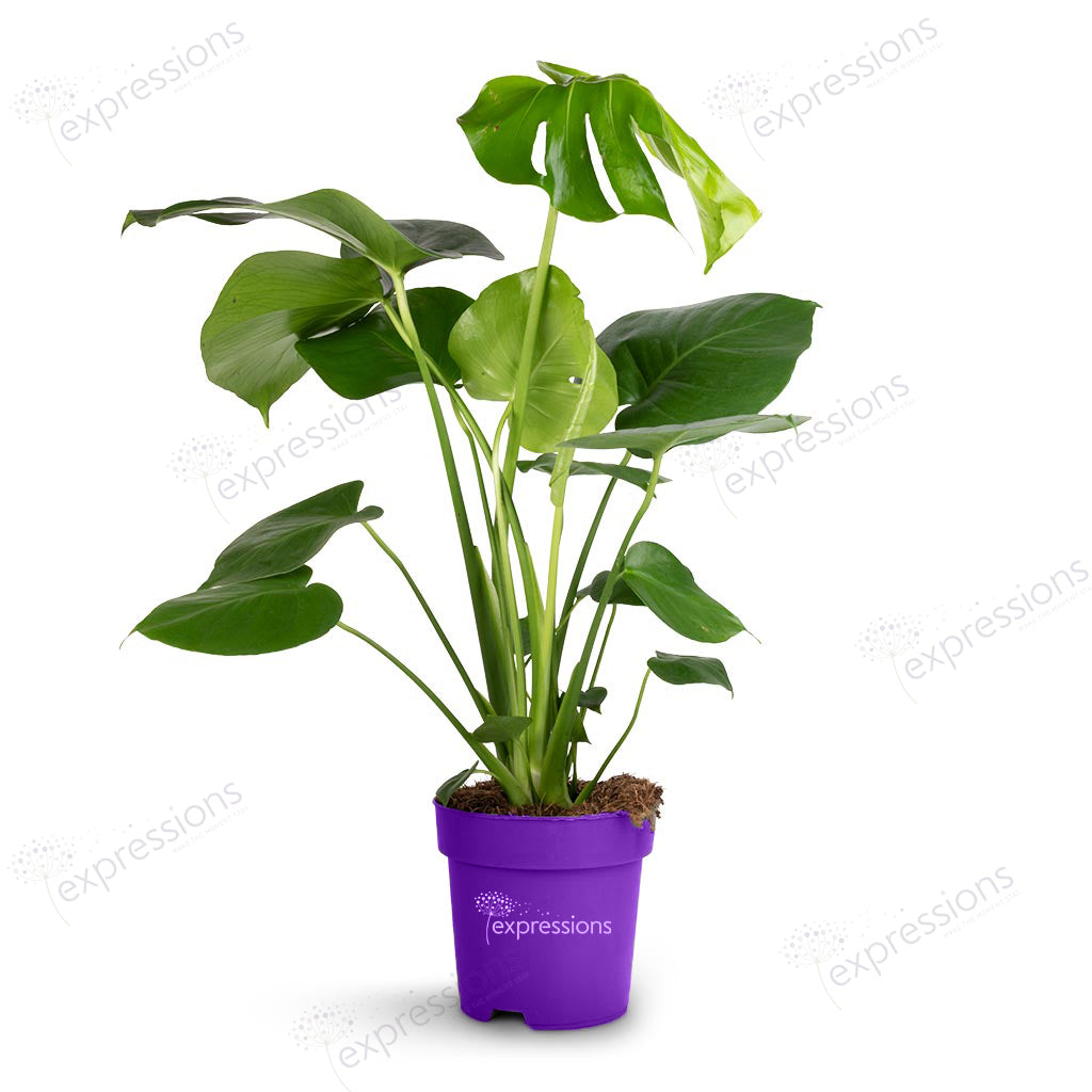 Monstera Deliciosa - Swiss cheese plant