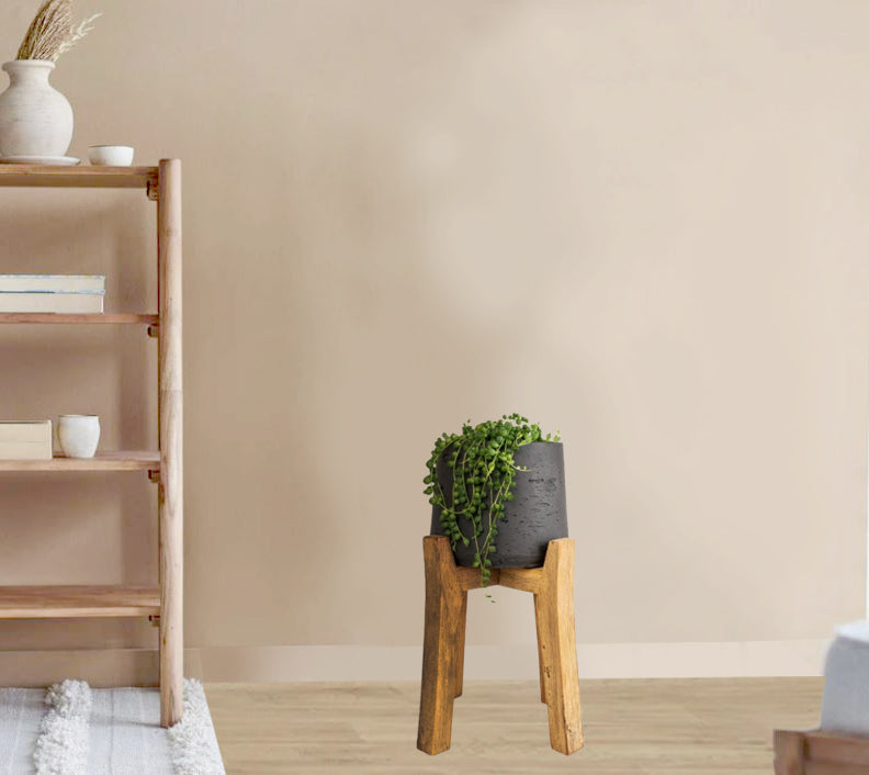 Senecio herreianus - String of Beads hanging