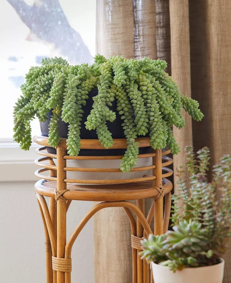 Burro’s Tail