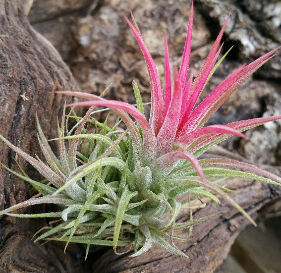 Ionantha Mexico
