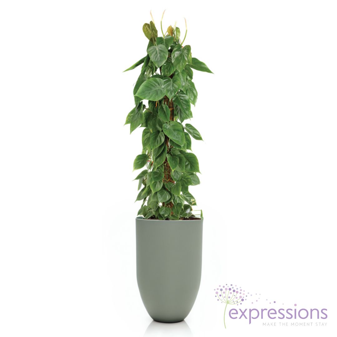 Philodendron scandens - Sweetheart Plant - Moss Pole