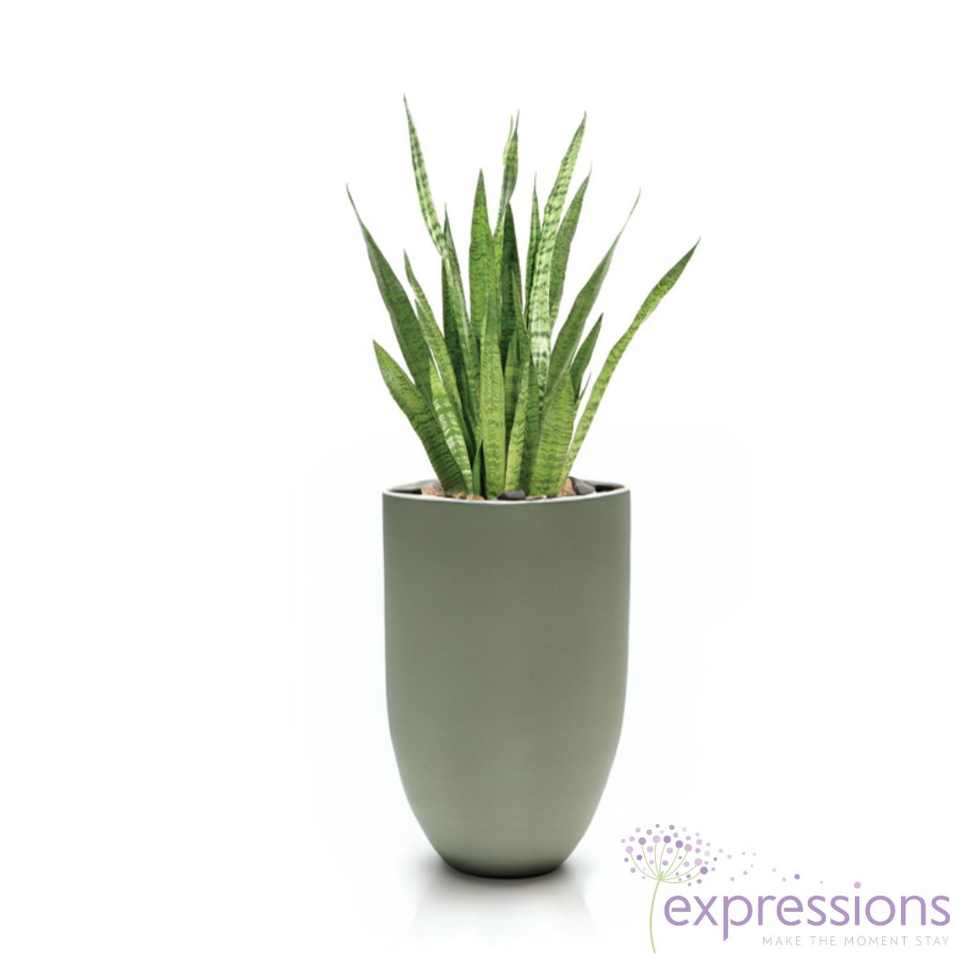 Sanseveria Zeylanica