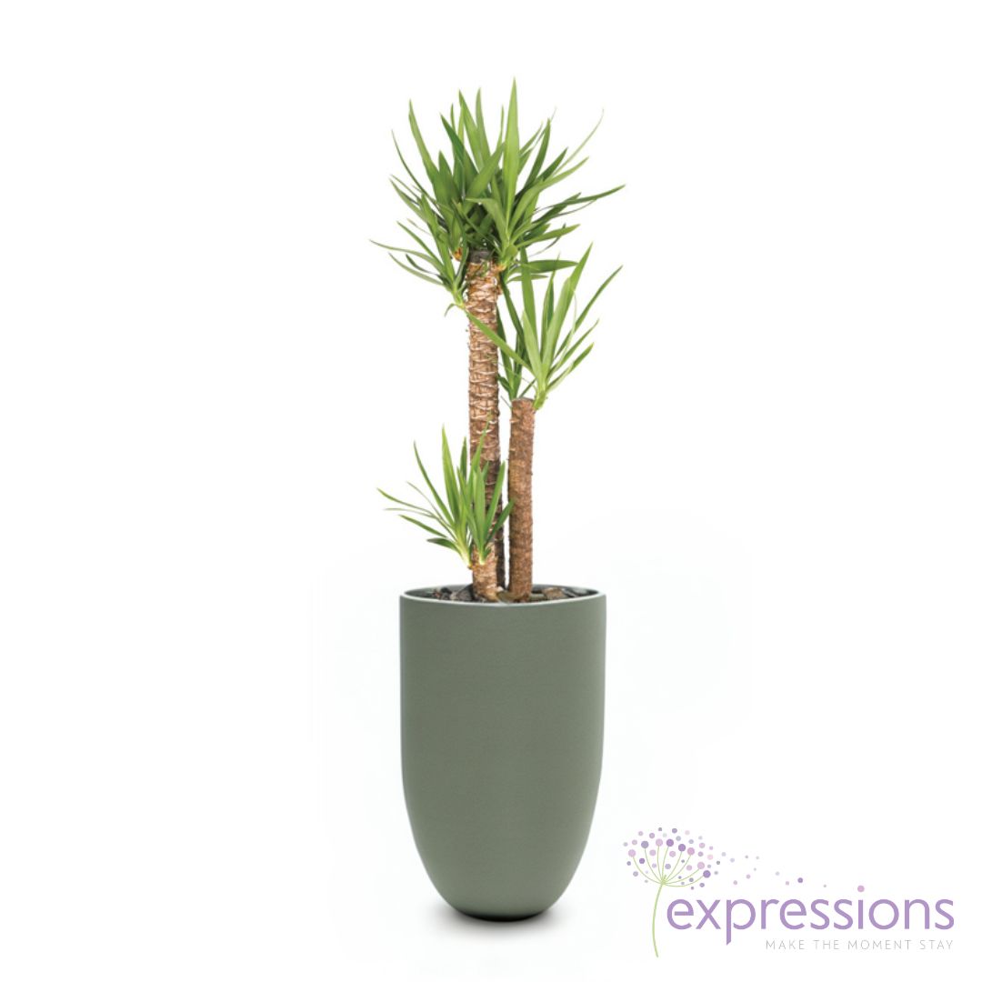 Yucca elephantipes - Spineless Yucca