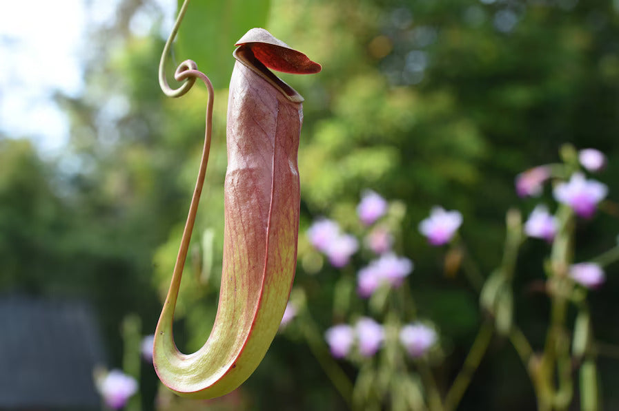 Nepenthes or Monkey Jar