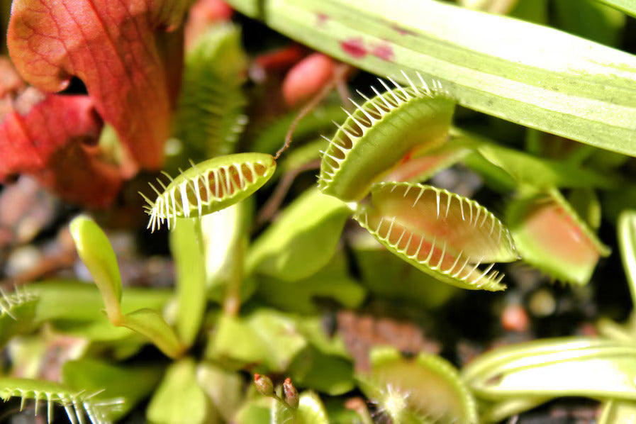 VENUS FLYTRAP