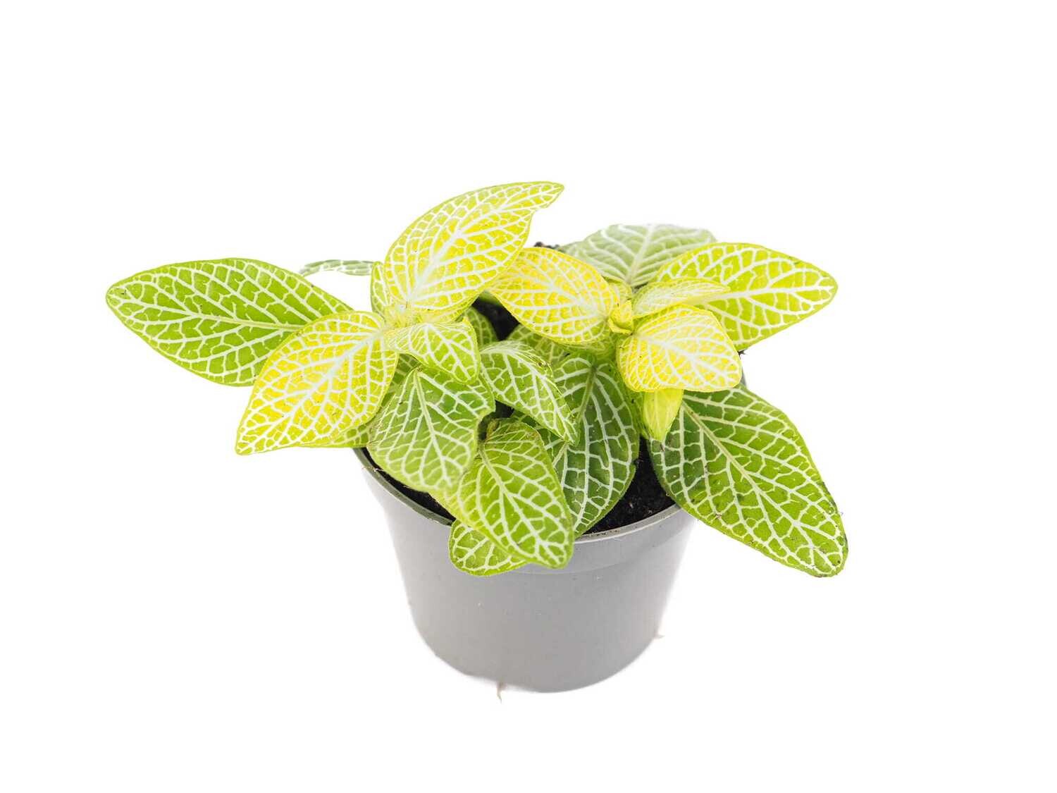 Medium and low light interiors