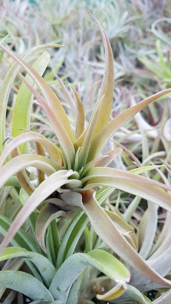 Air Plants Tillandsia