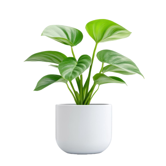 Evergreen indoor plants