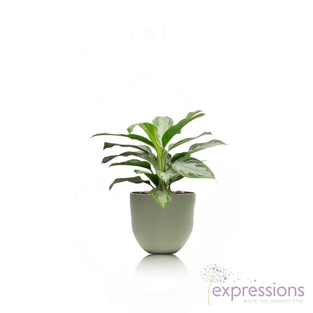 Aglaonema Silver Bay