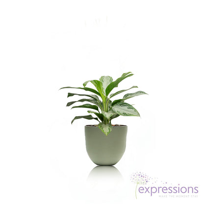 Aglaonema Silver Bay