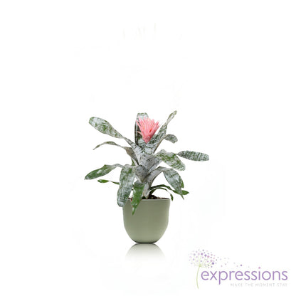 Aechmea fasciata primera red