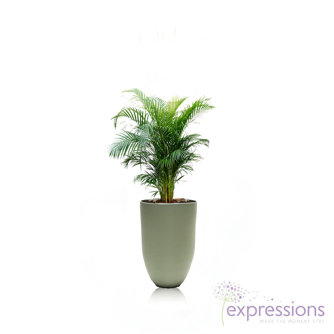 Areca Chrysalidocarpus Plam