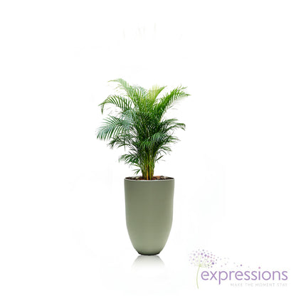 Areca Chrysalidocarpus Plam