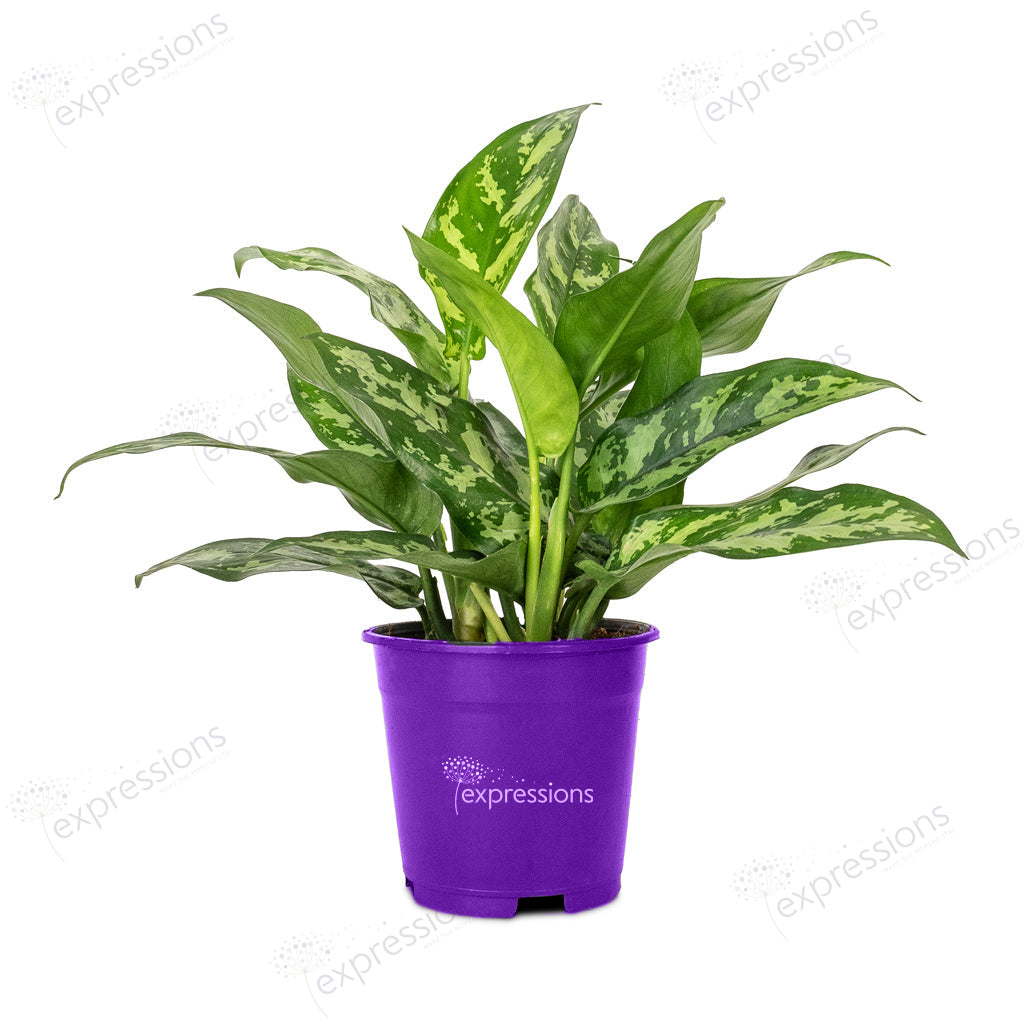 Aglaonema Maria