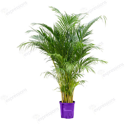 Areca Chrysalidocarpus Plam