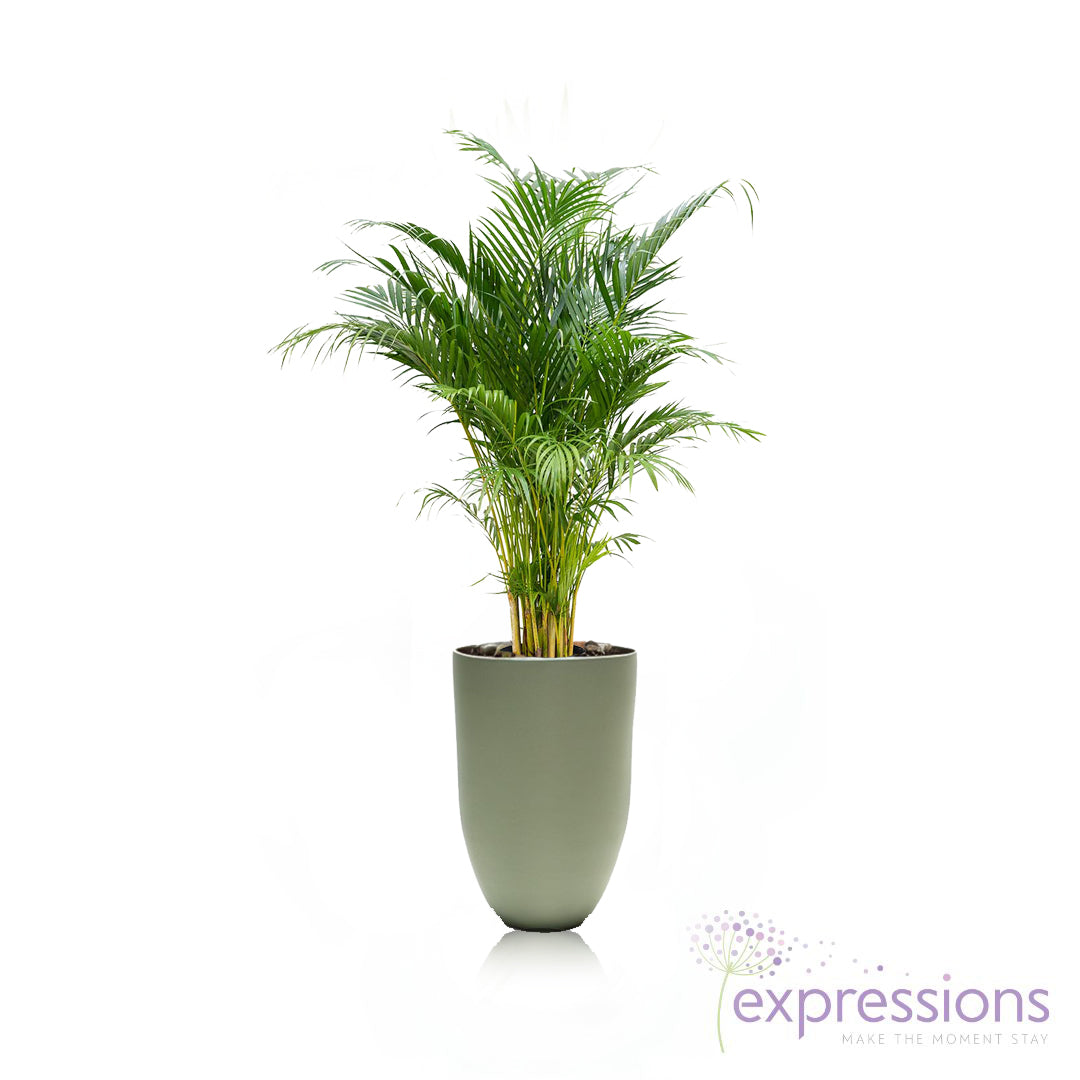 Areca Chrysalidocarpus Plam