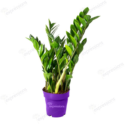 Zamioculcas zamiifolia - ZZ Plant