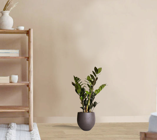 Zamioculcas zamiifolia - ZZ Plant