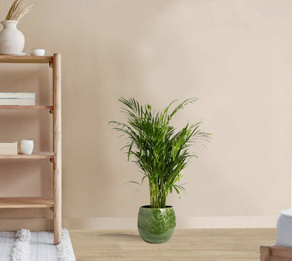 Areca Chrysalidocarpus Plam