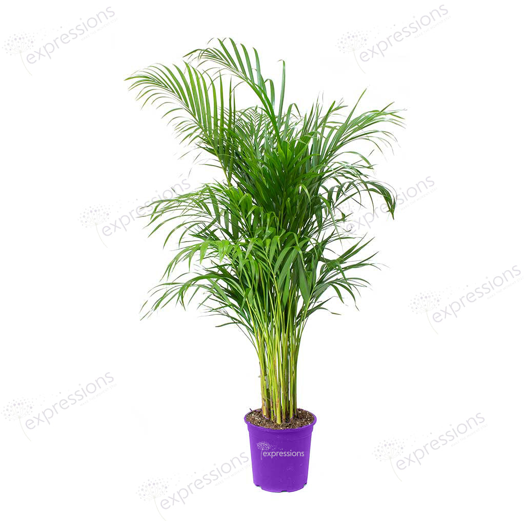 Areca Chrysalidocarpus Plam