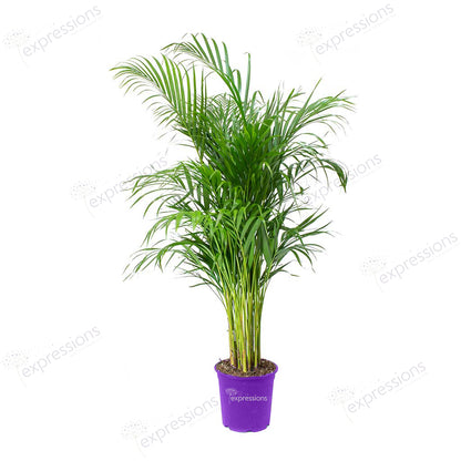 Areca Chrysalidocarpus Plam