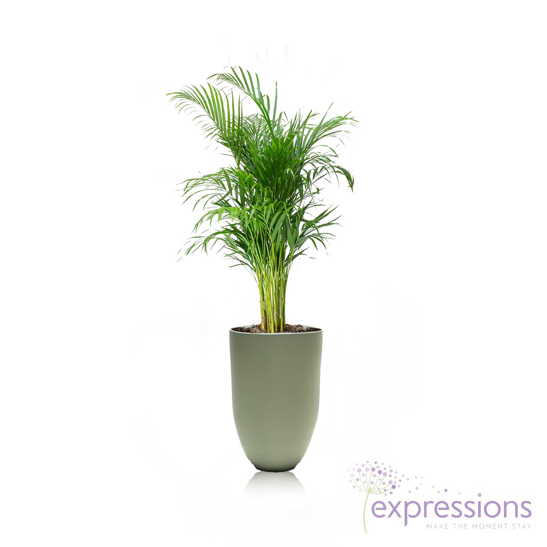 Areca Chrysalidocarpus Plam