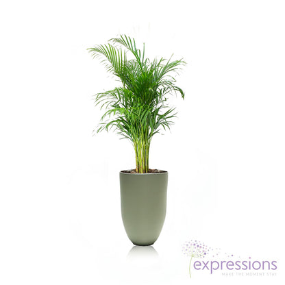 Areca Chrysalidocarpus Plam