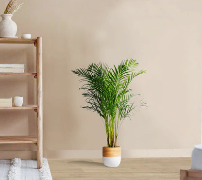 Areca Chrysalidocarpus Plam