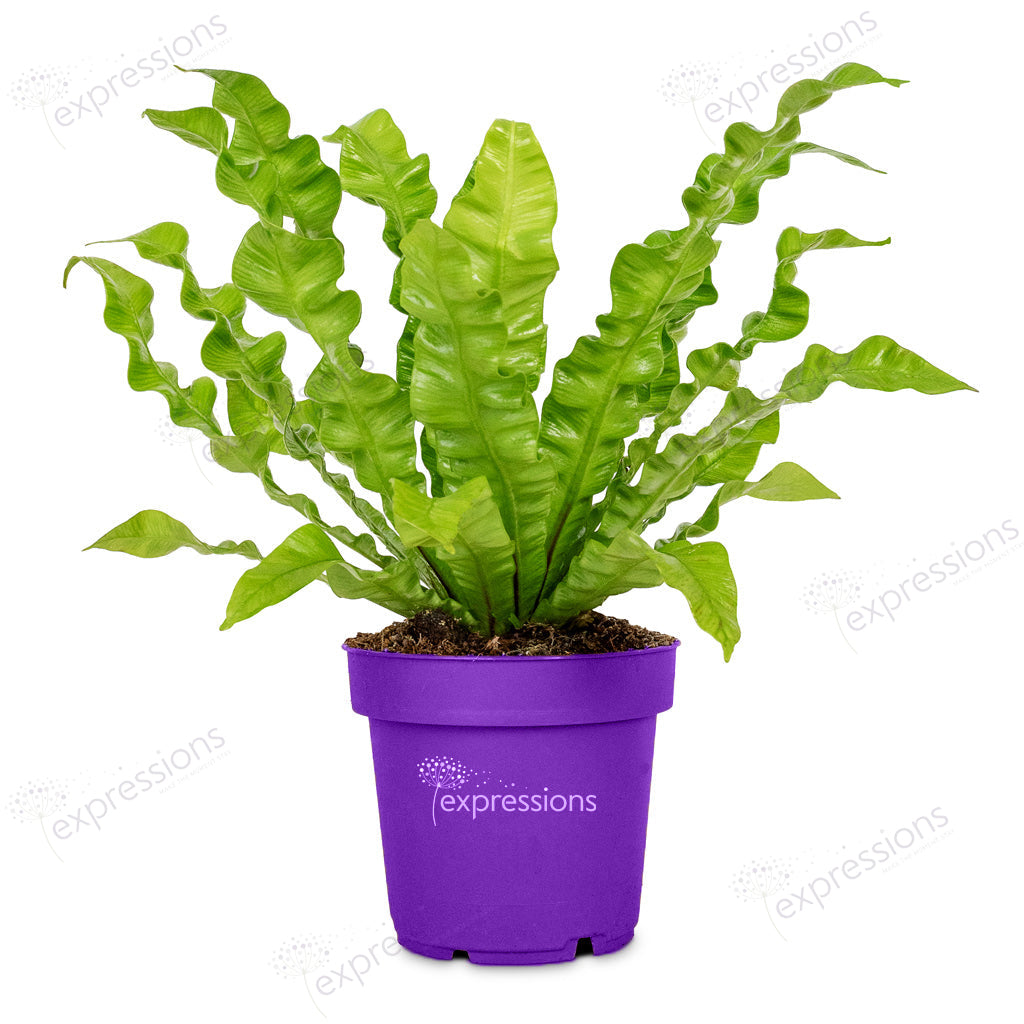 Asplenium Nidus