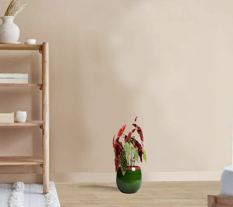 Begonia maculata - Polka Dot begonia