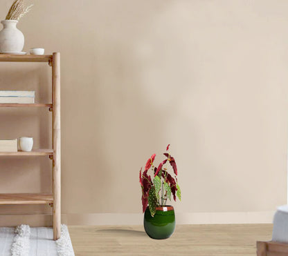 Begonia maculata - Polka Dot begonia