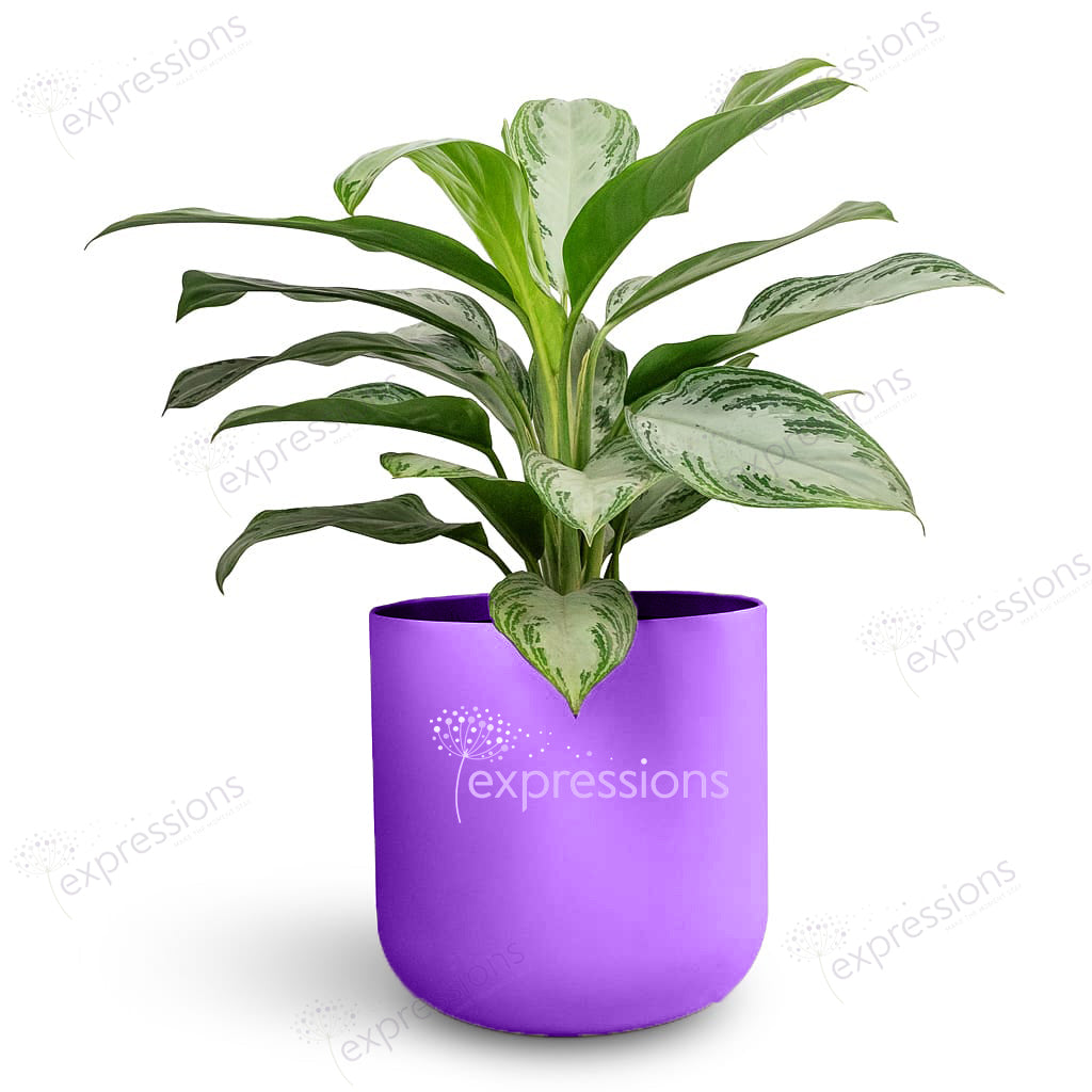 Aglaonema Silver Bay