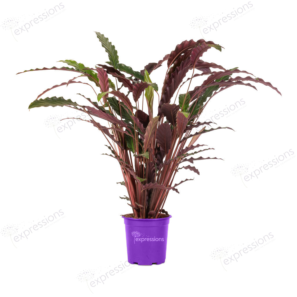 Calathea rufibarba- Velvet Calathea