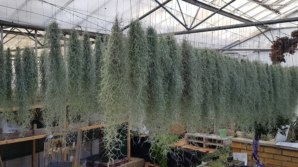 Spanish Moss – Tillandsia Usneioides
