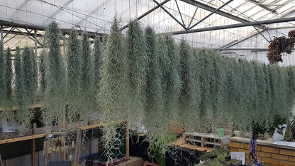 Spanish Moss – Tillandsia Usneioides