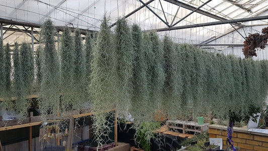 Spanish Moss – Tillandsia Usneioides