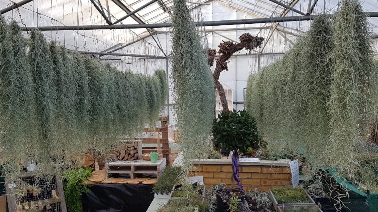 Spanish Moss – Tillandsia Usneioides